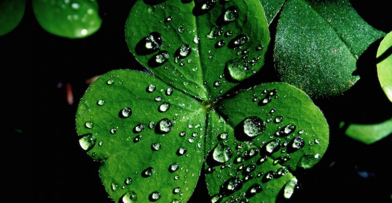 Picture of a Shamrock