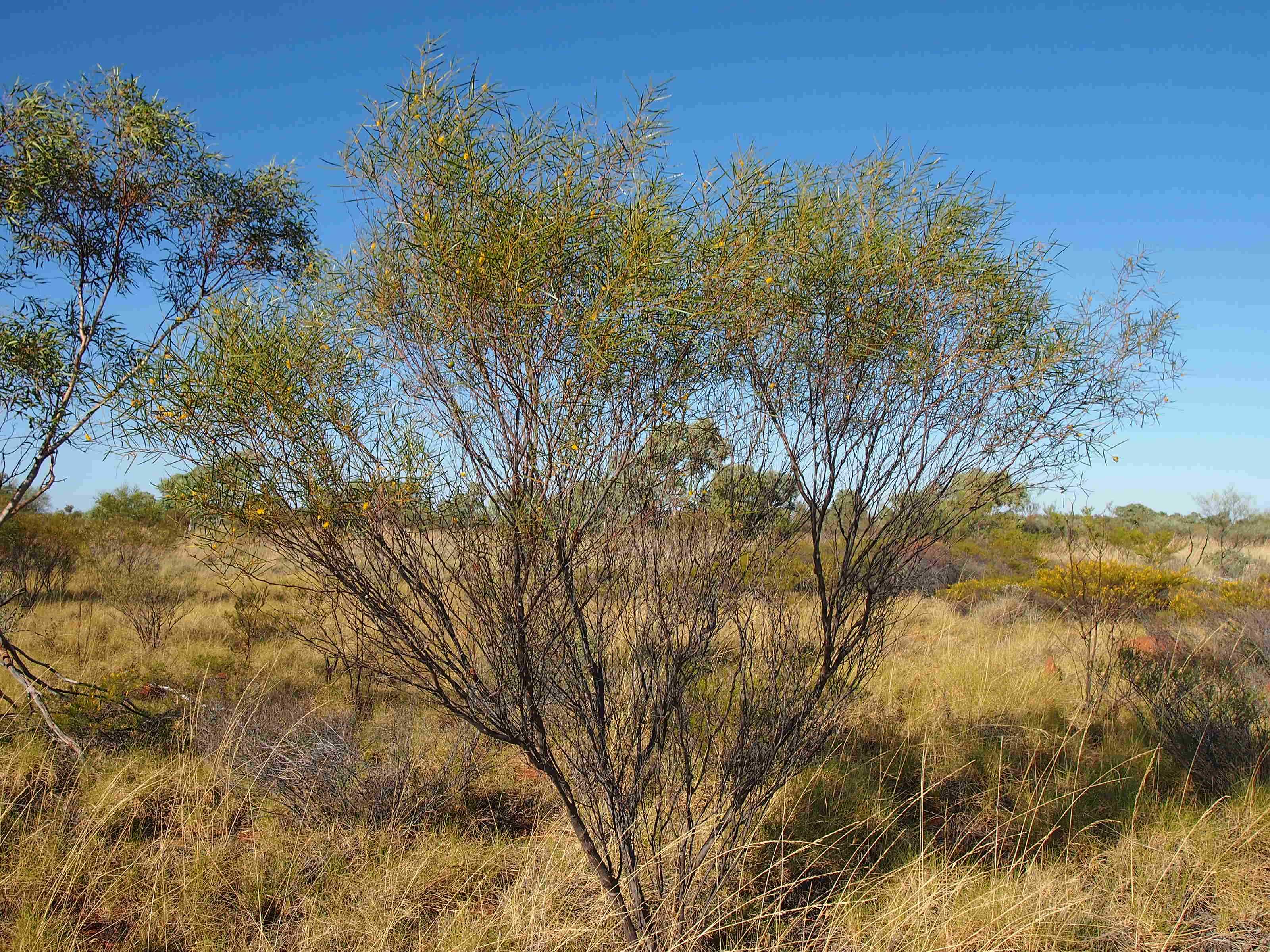 Image of an Acacia Tree